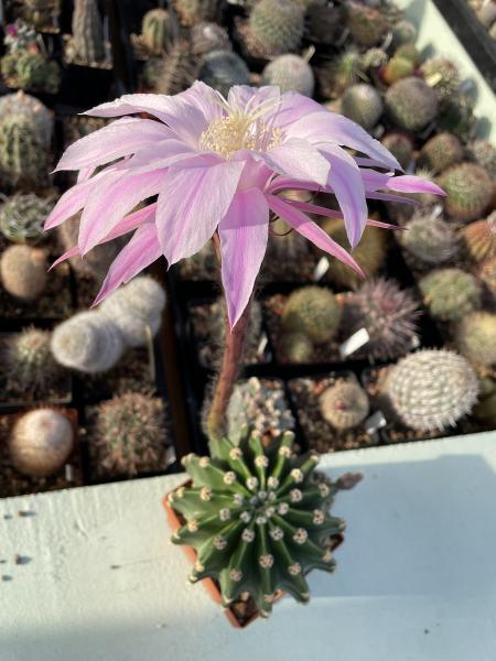 Echinopsis daydream lila